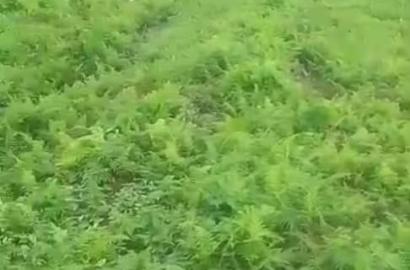 Full Plot of Land for Sale | Ago Palace, Lagos