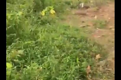 Half Plot of Land – Agric, Ikorodu